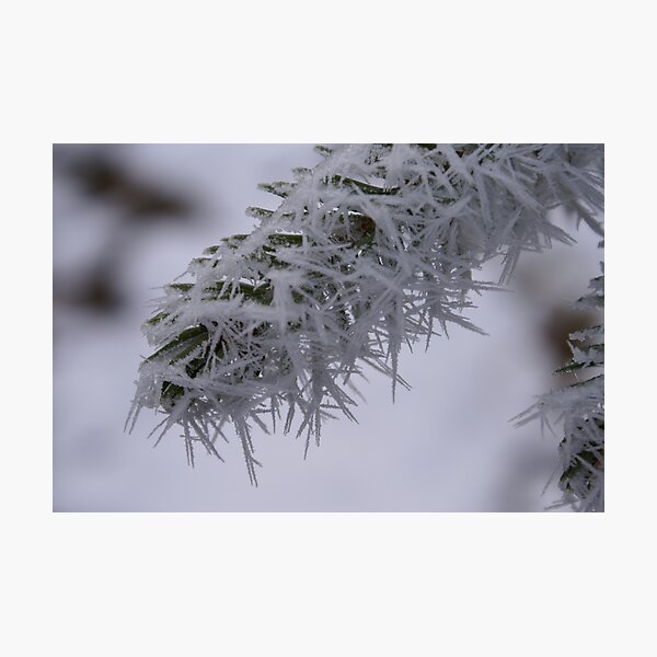 Needles of Frozen Fog Photographic Print