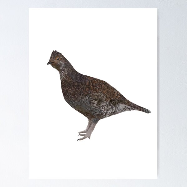 Item preview, Ptarmigan designed and sold by Wondersofwhimsy.