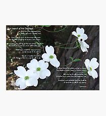 The legend of the dogwood Photographic Print