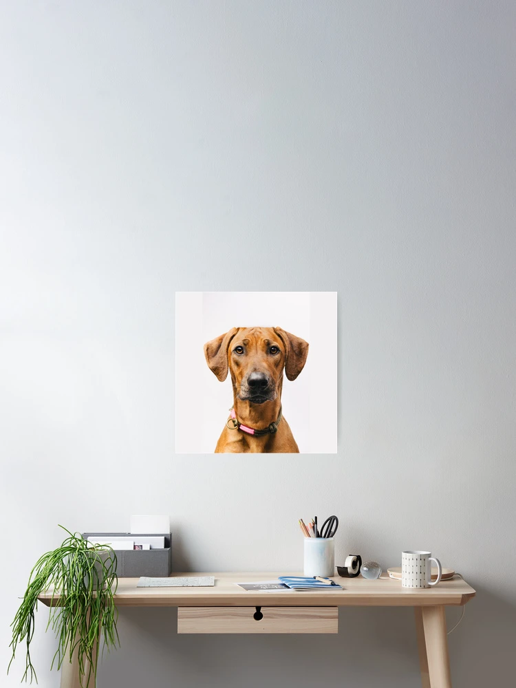 Thumbnail 2 of 3, Poster, Cute Rhodesian Ridgeback designed and sold by amineandmore.