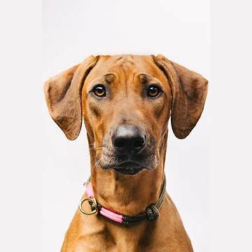 Artwork thumbnail, Cute Rhodesian Ridgeback by amineandmore