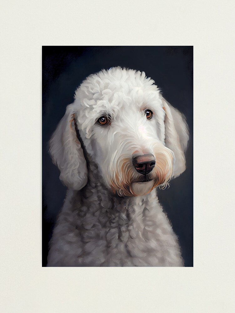 Bedlington terrier for hot sale sale north east