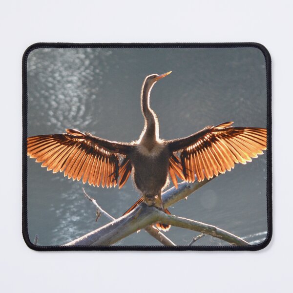 Item preview, Anhinga Sunning Itself designed and sold by grygiel5.