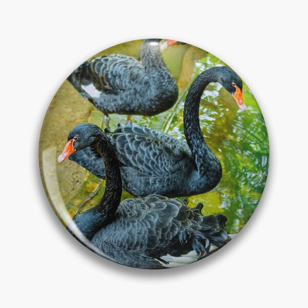 Item preview, Black Swans , T-Shirt designed and sold by Lens Light Visuals.
