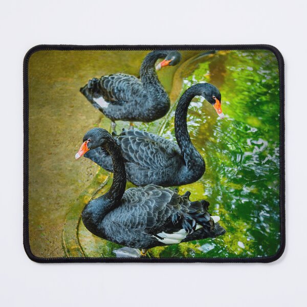 Item preview, Black Swans , T-Shirt designed and sold by Lens Light Visuals.