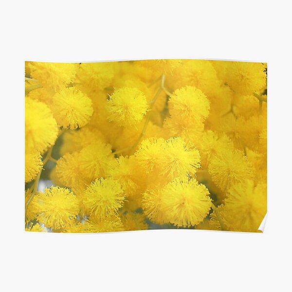 Mimosa. For you. Poster