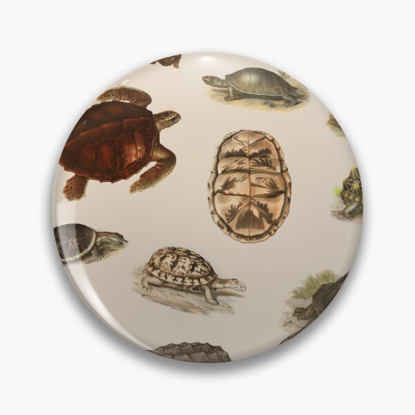 Item preview, Naturalistic Turtle and Tortoise Poster designed and sold by AsaBloom.