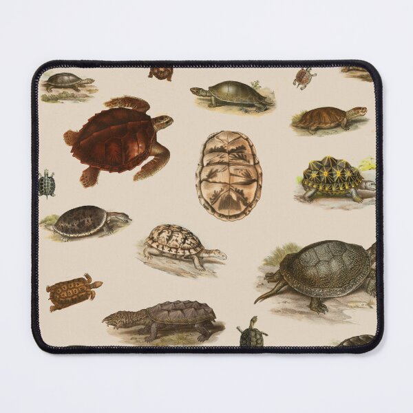 Item preview, Naturalistic Turtle and Tortoise Poster designed and sold by AsaBloom.