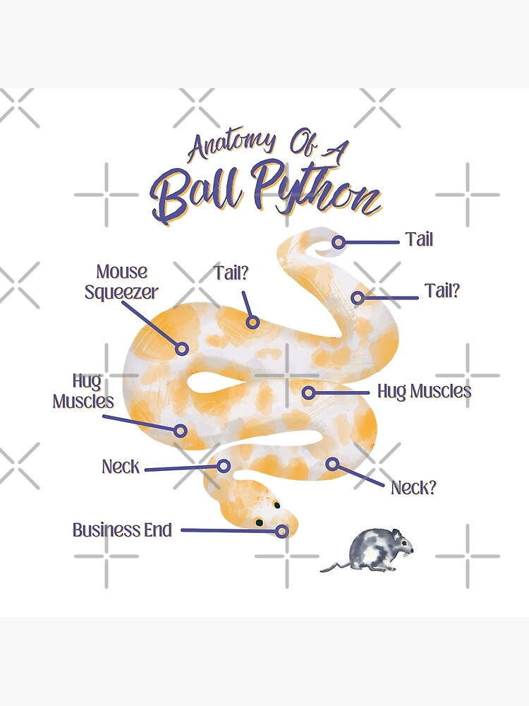 Anatomy Of A Ball Python Snake, Reptile Lover Gifts