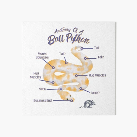 Anatomy Of A Ball Python Snake, Reptile Lover Gifts