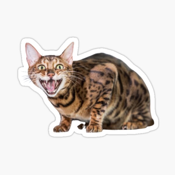 Cat Croc Meme funny Sticker for Sale by Mr Flash