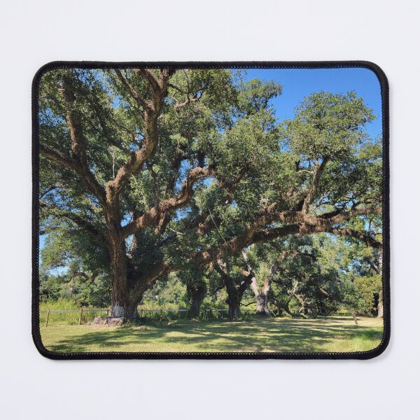 Item preview, Old Oaks in Louisiana  designed and sold by Olive's Cozy Little Shop.