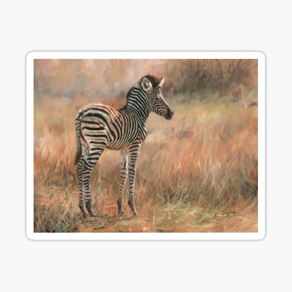 Zebra Foal Sticker For Sale By Davidstribbling Redbubble