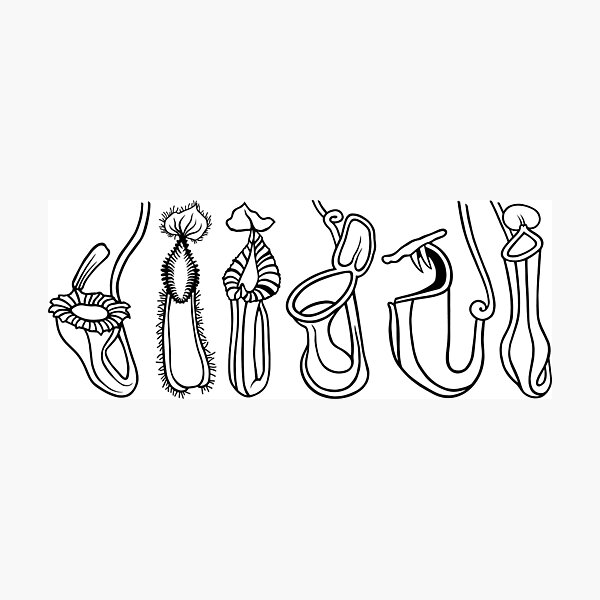 Item preview, Six Nepenthes Pitcher Plant Outlines designed and sold by NepenthesArt.