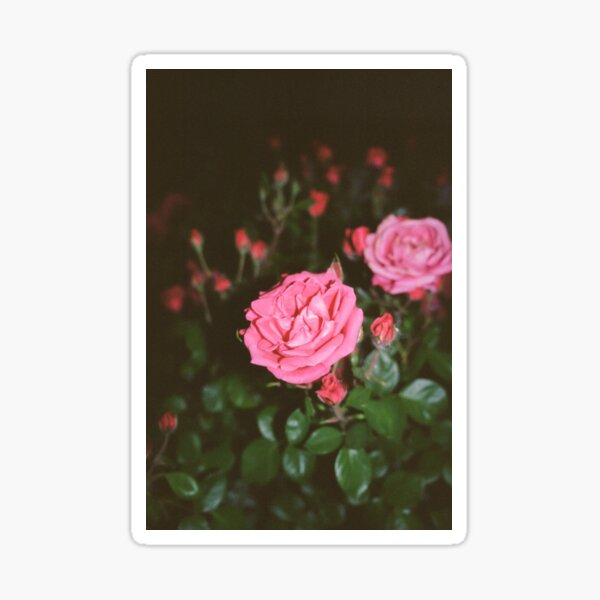 Rosy Sticker