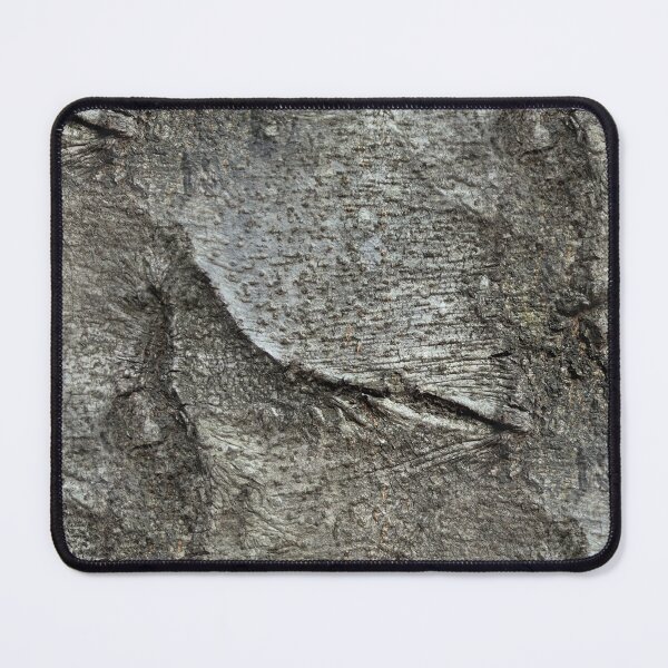 Item preview, Beech tree bark designed and sold by AdioraStore.
