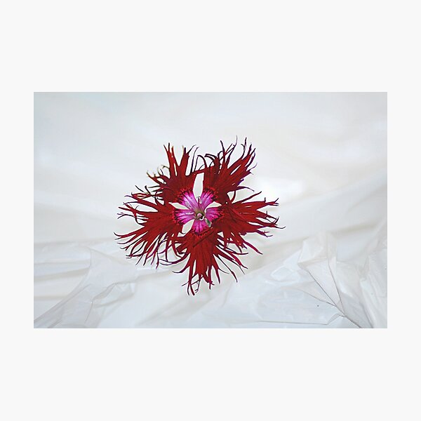 Single Dianthus Flower. Photographic Print