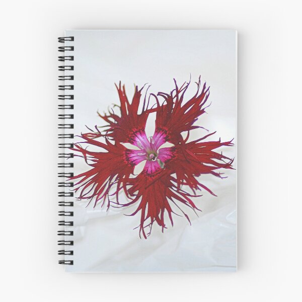 Item preview, Single Dianthus Flower. designed and sold by Billlee.