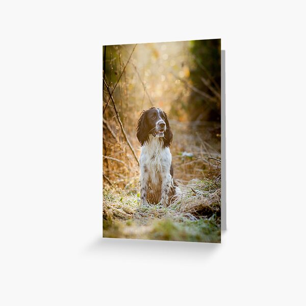 English Springer Spaniel 1 Greeting Card