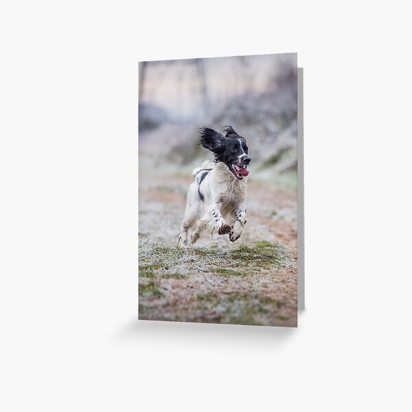 English Springer Spaniel 3 Greeting Card