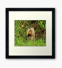Woodchuck Framed Print