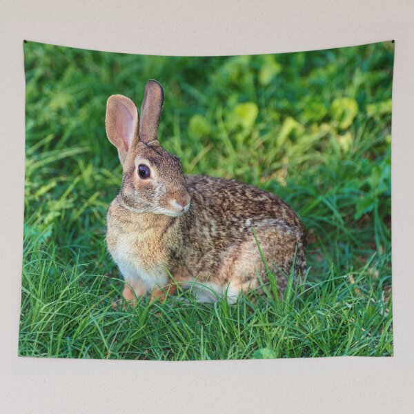 Item preview, Fluffy bunny in the grass designed and sold by noblephoto.