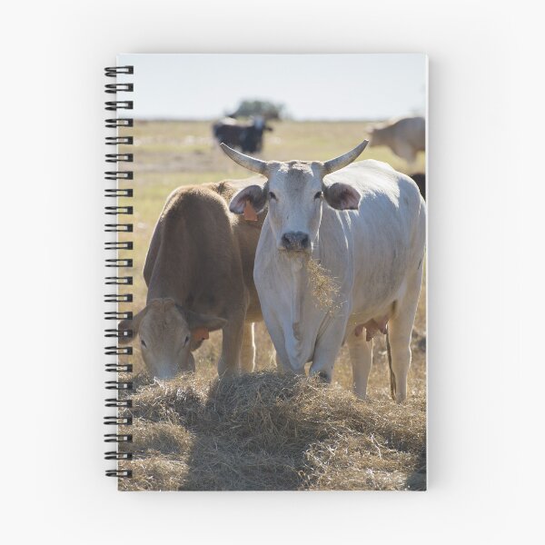 Item preview, Heifers got horns too designed and sold by noblephoto.