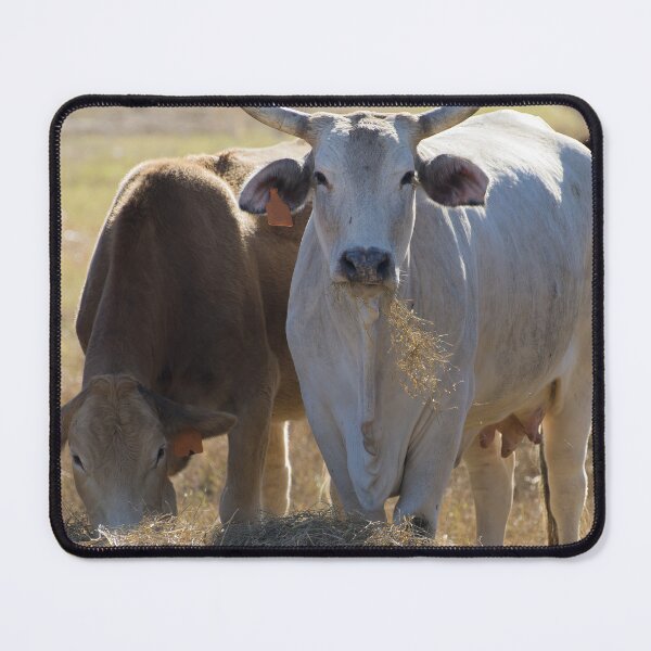Item preview, Heifers got horns too designed and sold by noblephoto.