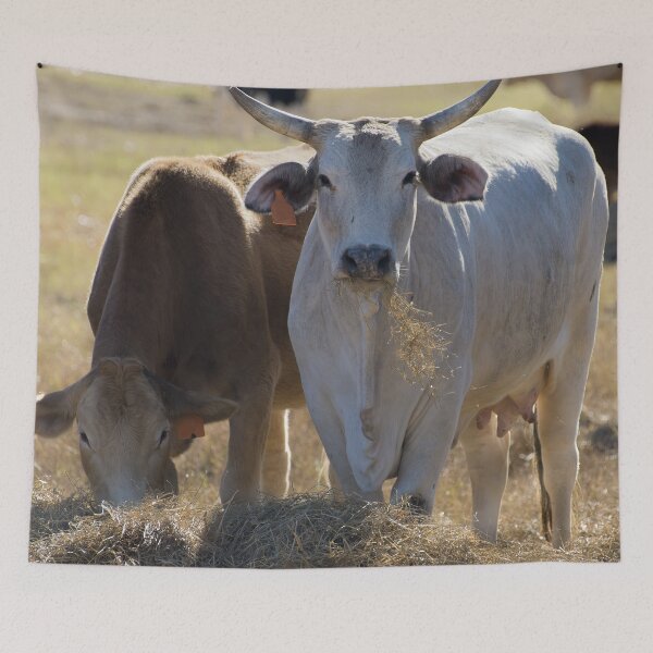 Item preview, Heifers got horns too designed and sold by noblephoto.