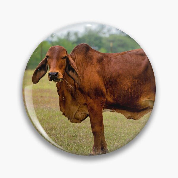 Item preview, Brahma bull in the field designed and sold by noblephoto.