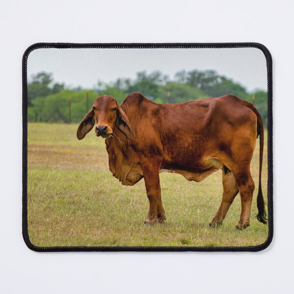 Item preview, Brahma bull in the field designed and sold by noblephoto.