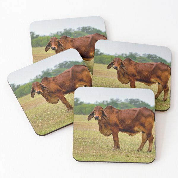 Item preview, Brahma bull in the field designed and sold by noblephoto.