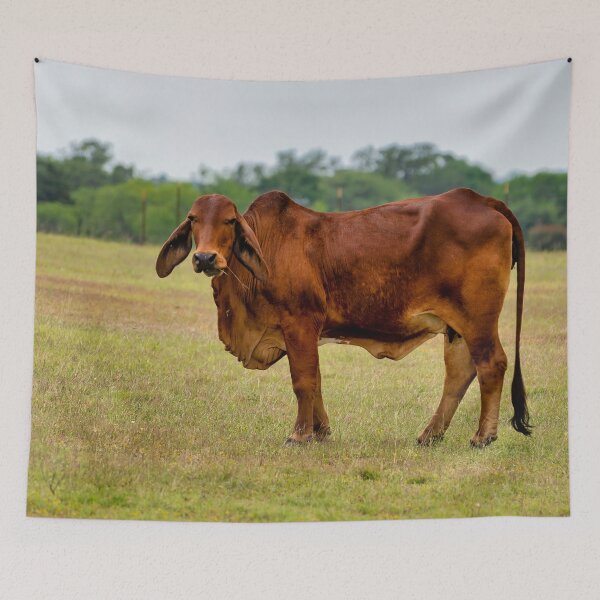 Item preview, Brahma bull in the field designed and sold by noblephoto.