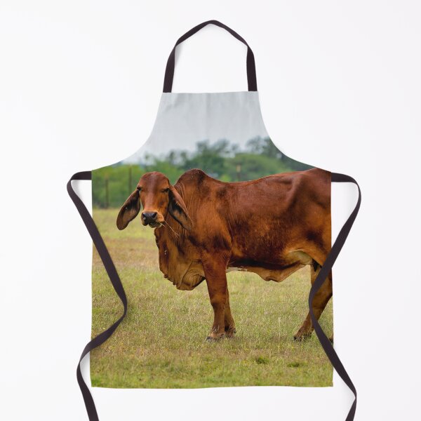 Item preview, Brahma bull in the field designed and sold by noblephoto.