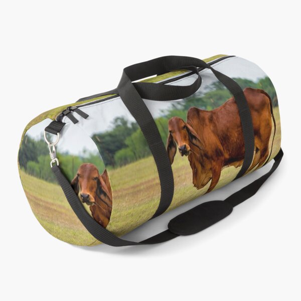 Item preview, Brahma bull in the field designed and sold by noblephoto.