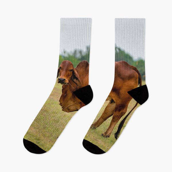 Item preview, Brahma bull in the field designed and sold by noblephoto.