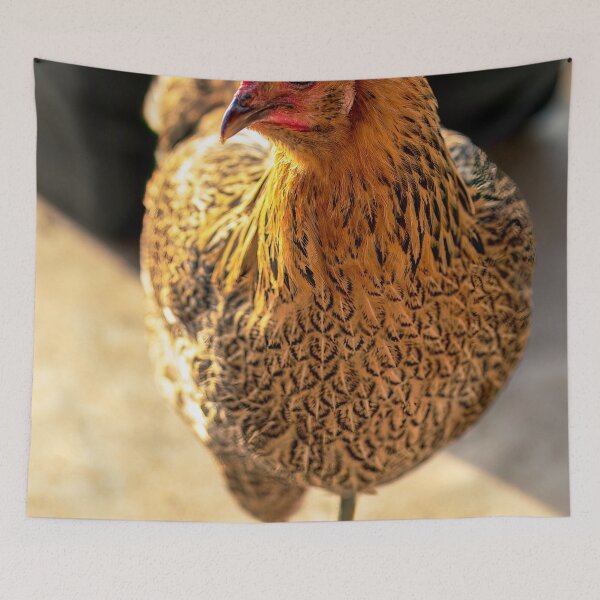 Item preview, Backyard Chicken giving you the side eye designed and sold by noblephoto.
