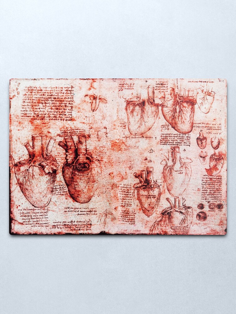 Alternate view of Heart And Its Blood Vessels. Leonardo Da Vinci, Anatomy Drawings Red Metal Print