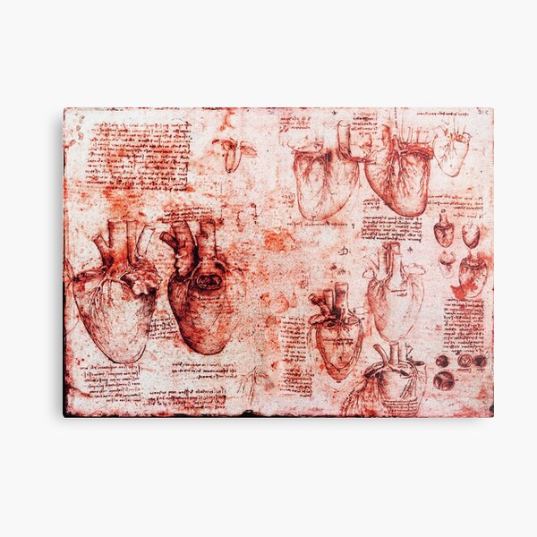 Heart And Its Blood Vessels. Leonardo Da Vinci, Anatomy Drawings Red Metal Print