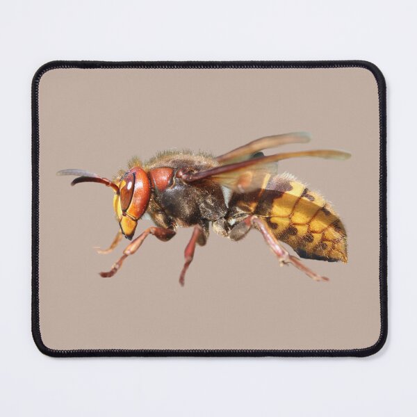 Item preview, European Hornet designed and sold by RainbowSpinkle.
