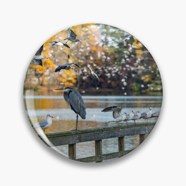 Item preview, Great Blue Heron, King of the Pier designed and sold by ShorelineImages.