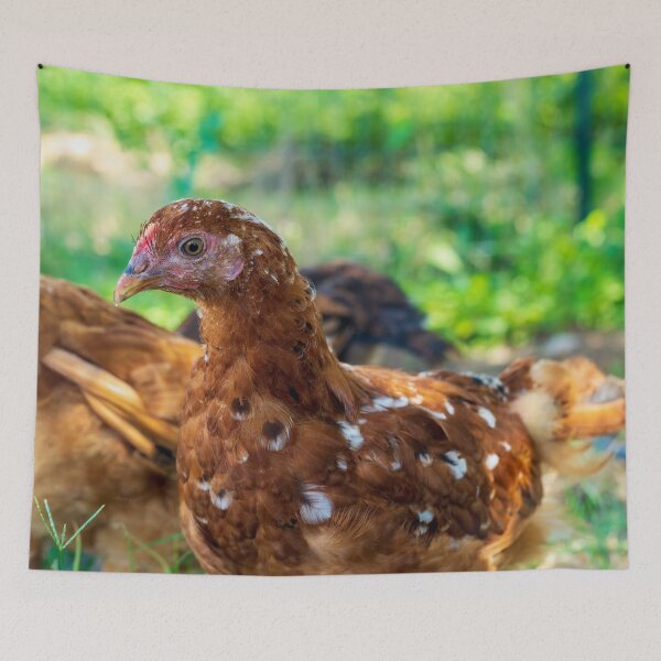 Item preview, young Rhode Island Red chicken designed and sold by noblephoto.