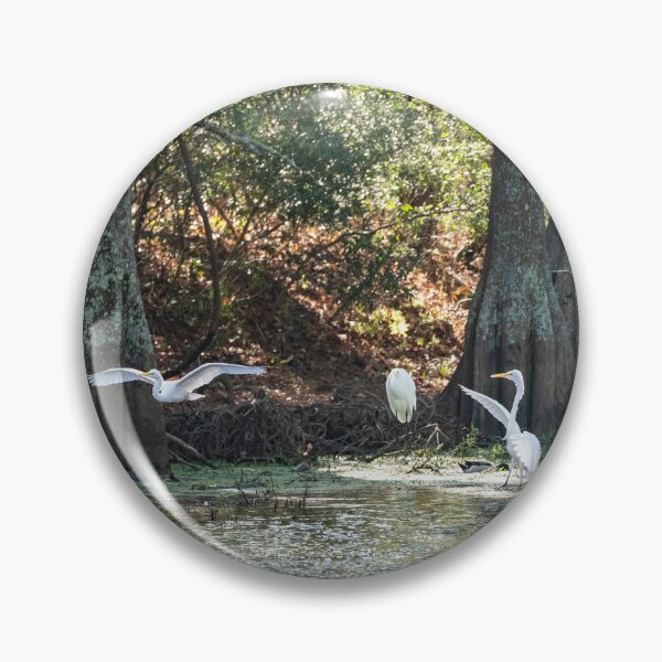 Item preview, Egret Performs a Baptism for Three Ducks designed and sold by ShorelineImages.
