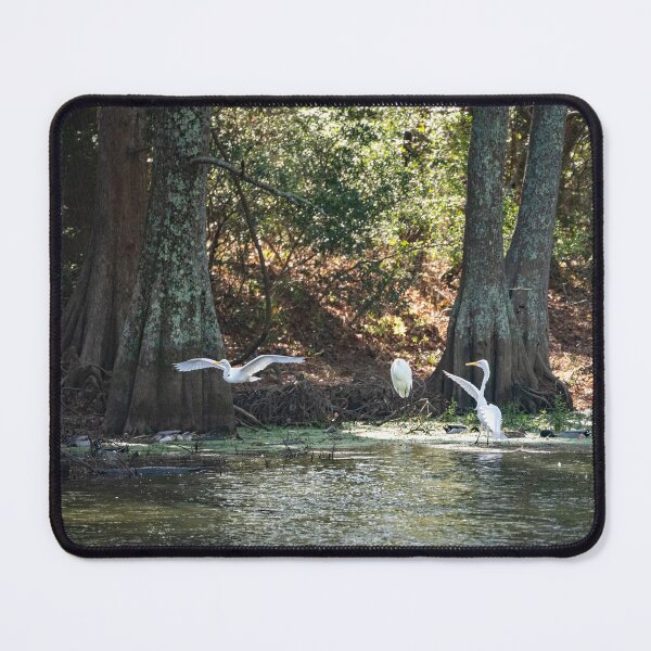 Item preview, Egret Performs a Baptism for Three Ducks designed and sold by ShorelineImages.