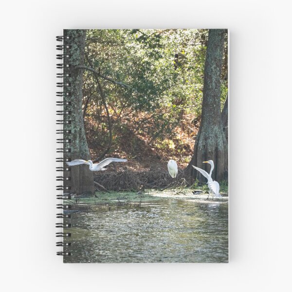 Item preview, Egret Performs a Baptism for Three Ducks designed and sold by ShorelineImages.