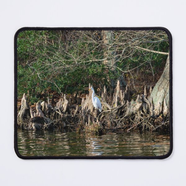 Item preview, Great Egret Waiting for a Fish designed and sold by ShorelineImages.