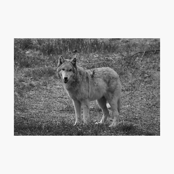 Camouflaged Photographic Print