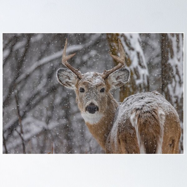  Deer In The Snow - Aesthetic Winter Unframed Poster