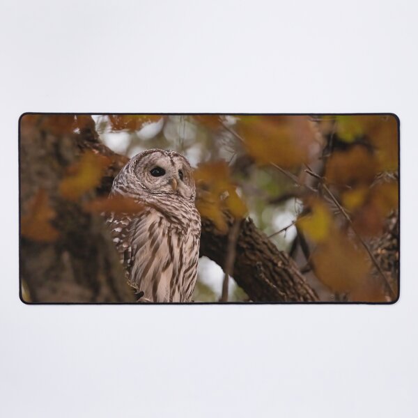 Item preview, Barred Owl in Fall Colors designed and sold by Vargulich.