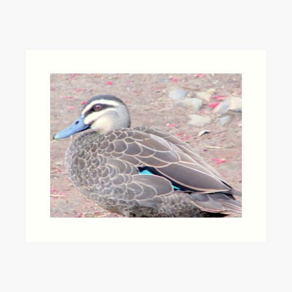Item preview, "Momma Duck" designed and sold by Sue  Fellows.
